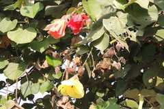 Hibiscus tiliaceus